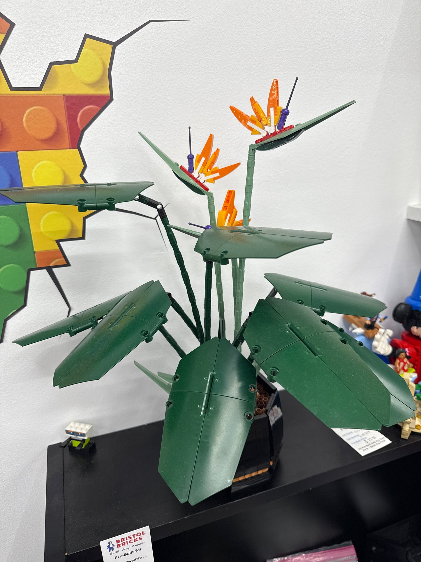 u10289 - Bird of Paradise