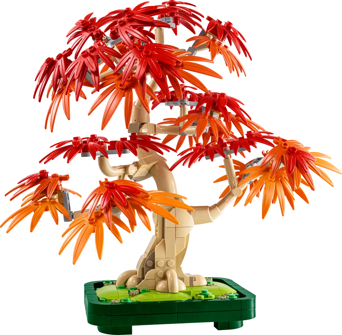 10348 - Japanese Red Maple Bonsai Tree - ND