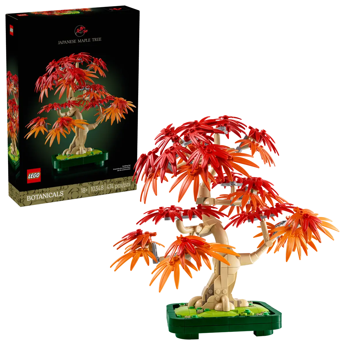 10348 - Japanese Red Maple Bonsai Tree - ND