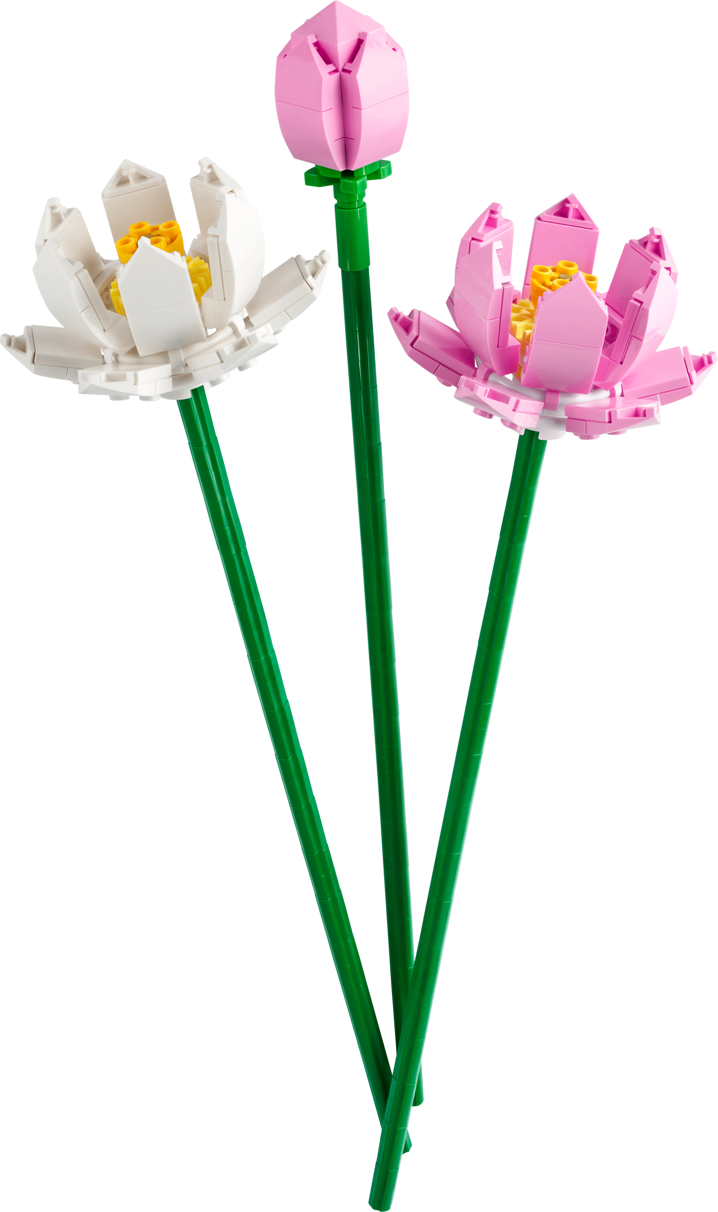 40647 - Lotus Flowers