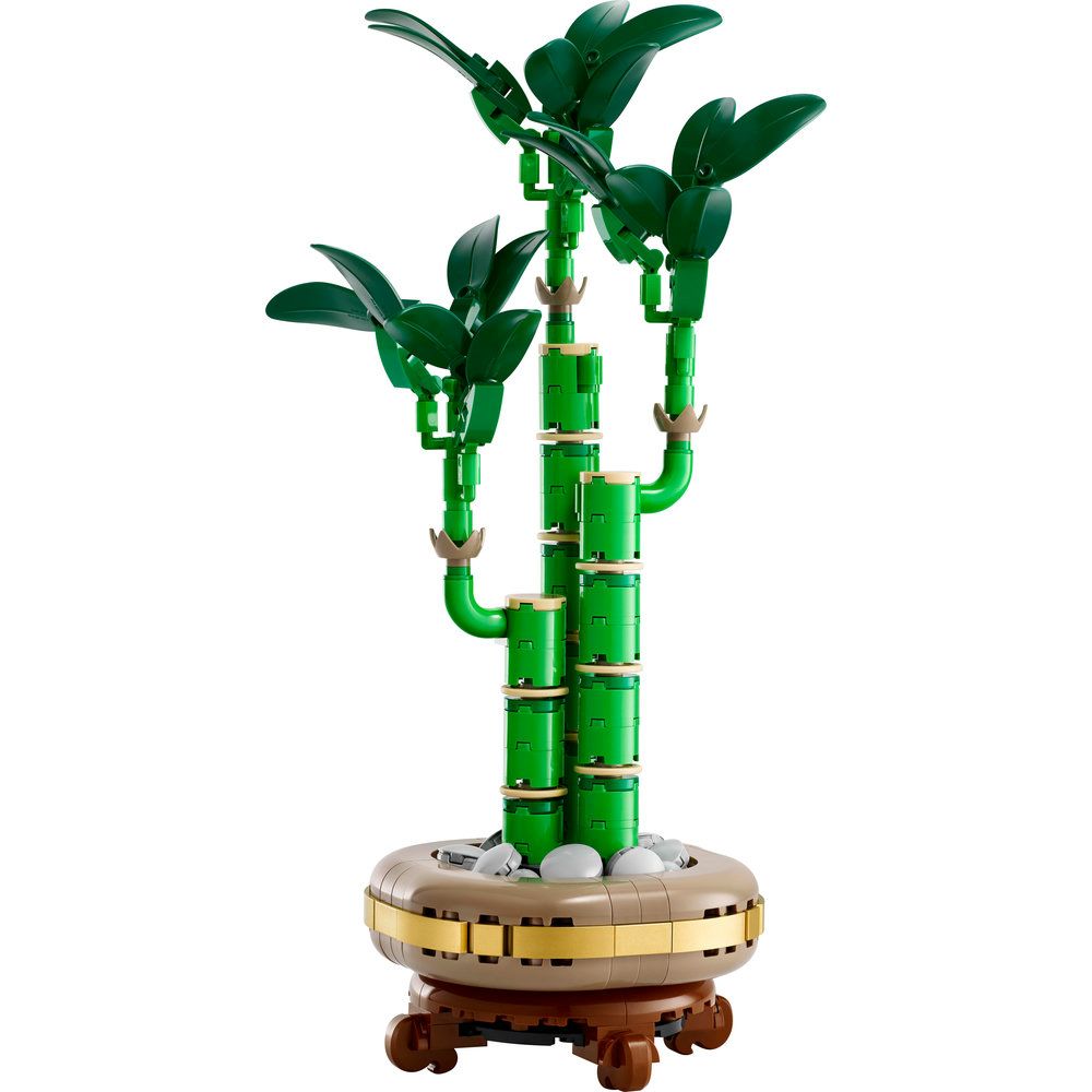 10344 - Lucky Bamboo
