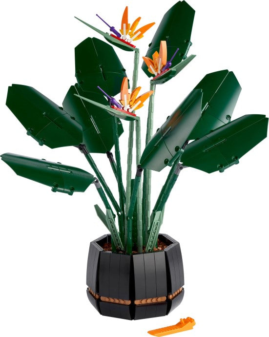 u10289 - Bird of Paradise