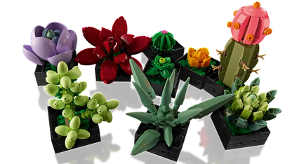 u10309 - Succulents