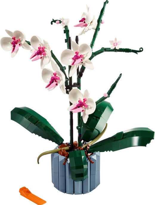 U10311 - Orchid