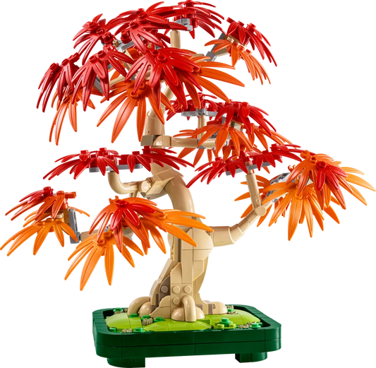 10348 - Japanese Red Maple Bonsai Tree - ND