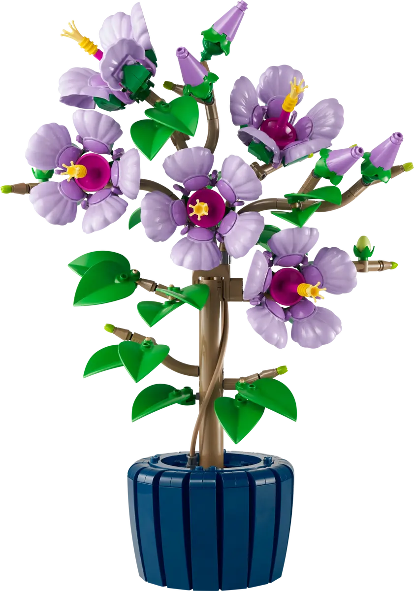 10372 - Hibiscus - ND