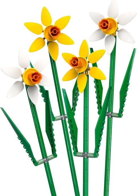 U40747 - Daffodils