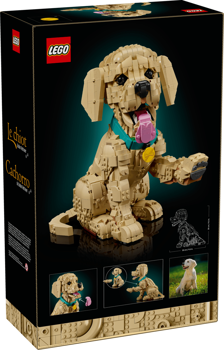 11384 - Golden Retriever Puppy - ND
