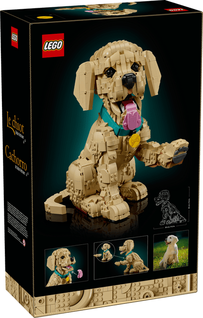 11384 - Golden Retriever Puppy - ND
