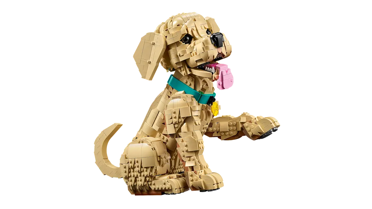 11384 - Golden Retriever Puppy - ND