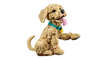 11384 - Golden Retriever Puppy - ND
