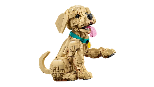 11384 - Golden Retriever Puppy - ND