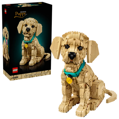 11384 - Golden Retriever Puppy - ND