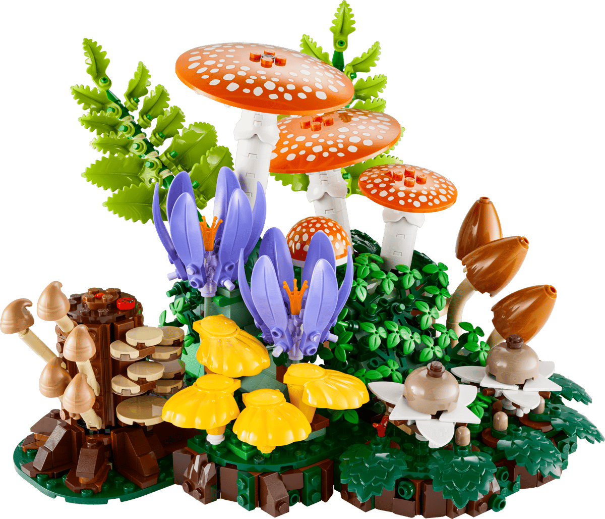 11505 - Woodland Mushrooms